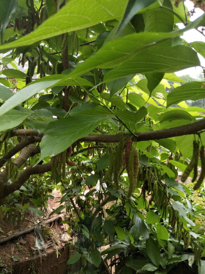 长果大果桑树苗质量保障一手货源基地直发欢迎来电合作
