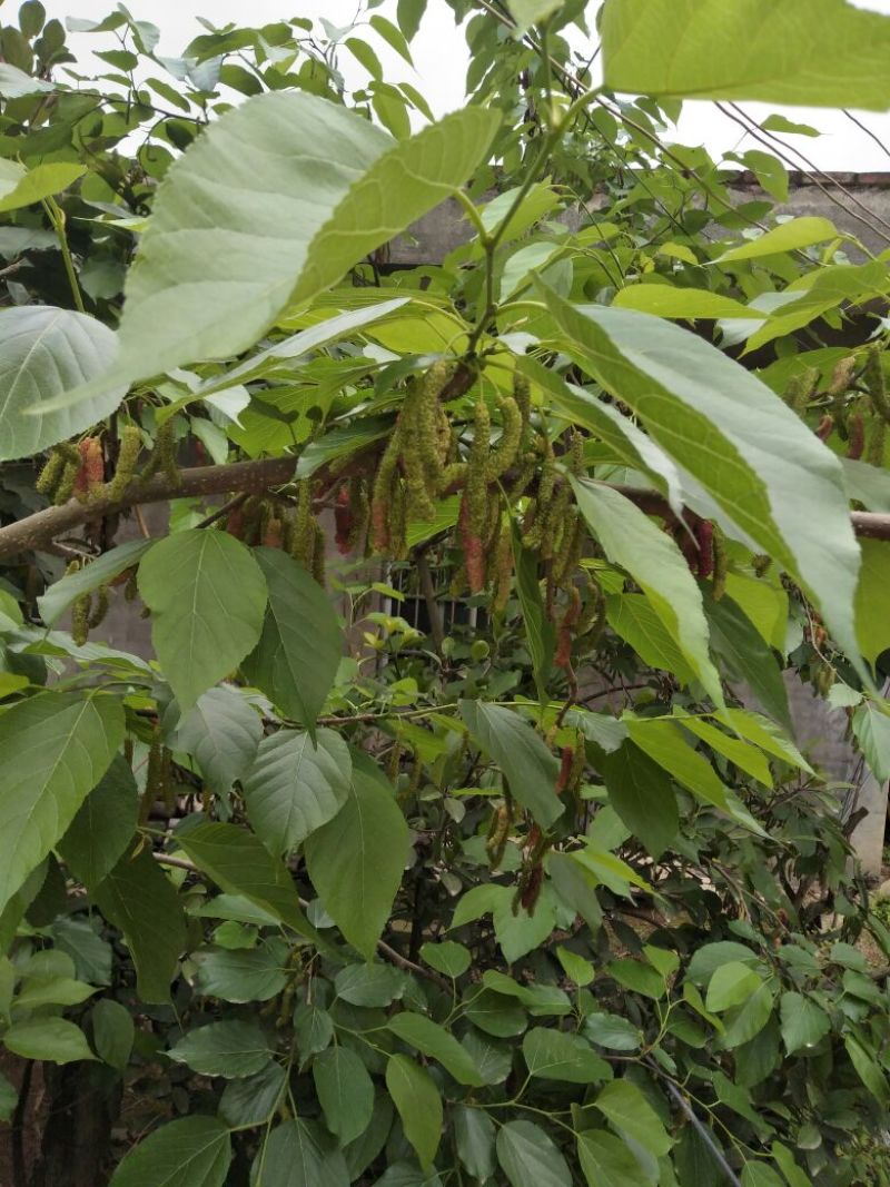长果大果桑树苗质量保障一手货源基地直发欢迎来电合作