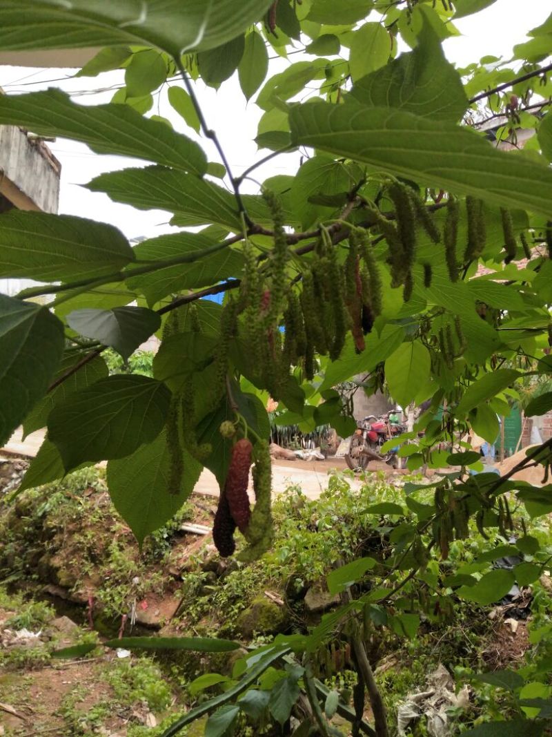 长果大果桑树苗质量保障一手货源基地直发欢迎来电合作
