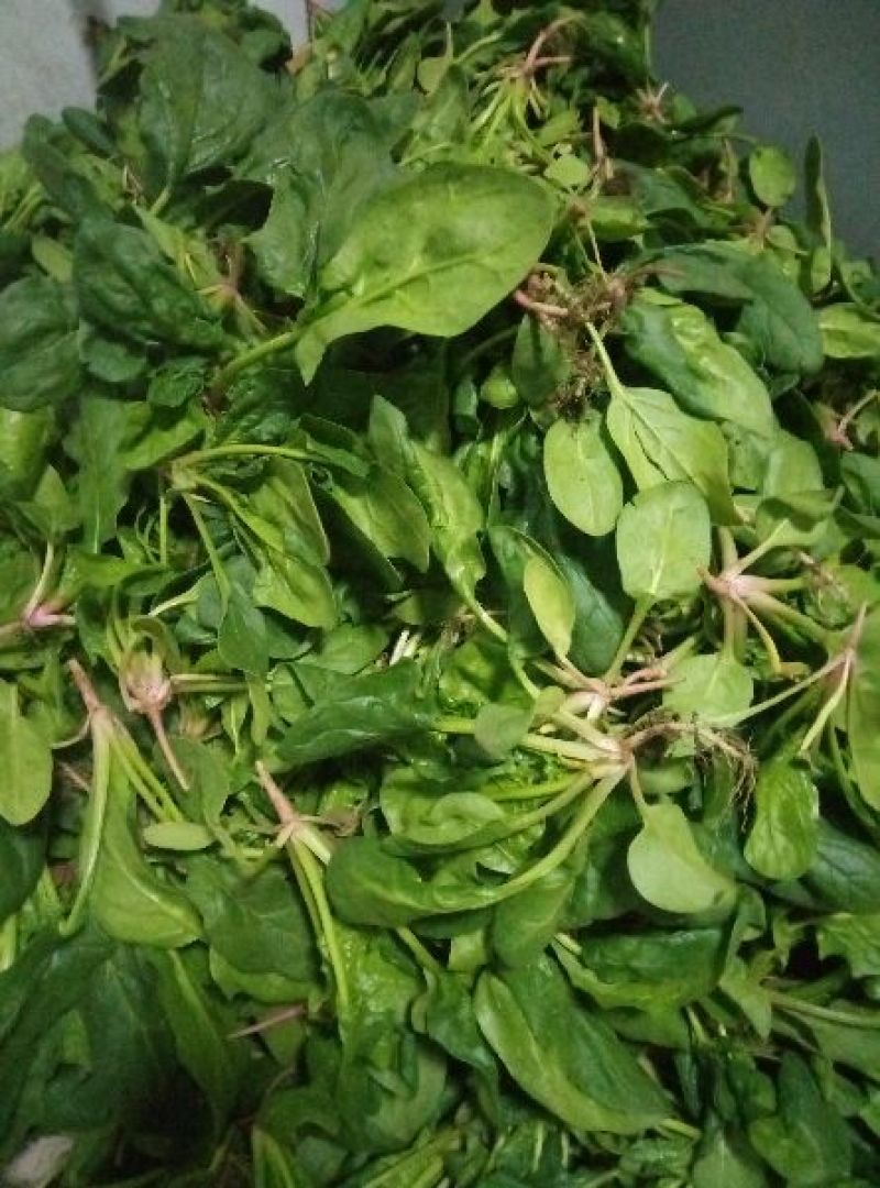 大叶菠菜15~20厘米
