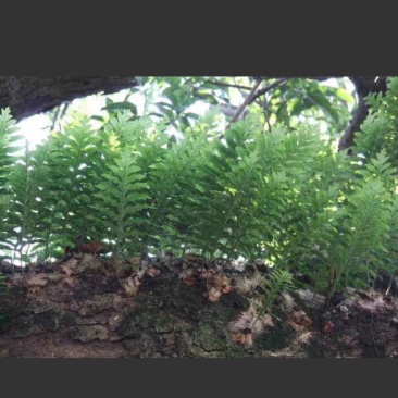 骨碎补鲜货