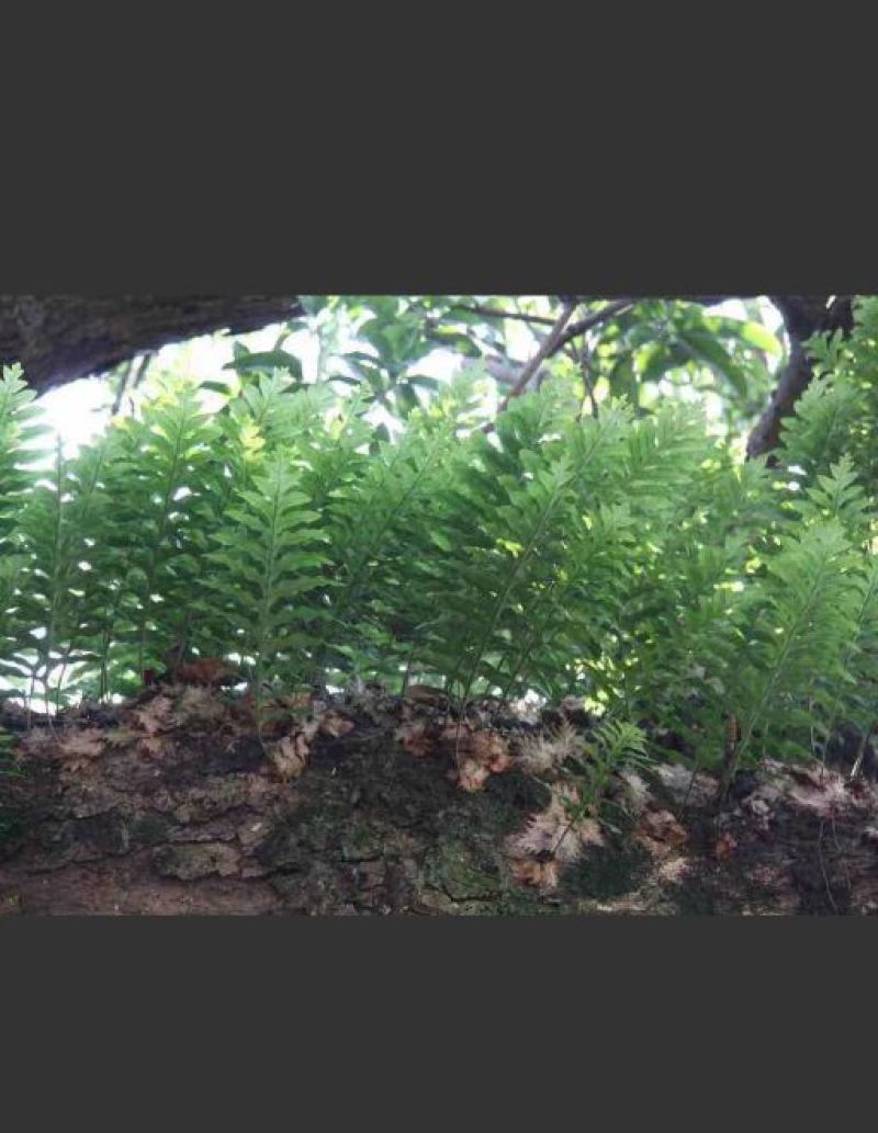 骨碎补鲜货