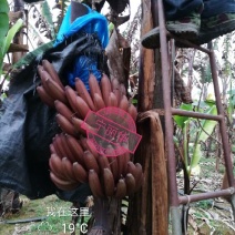 聚便宜】8斤一级净果红香蕉产地直发（现砍现装）