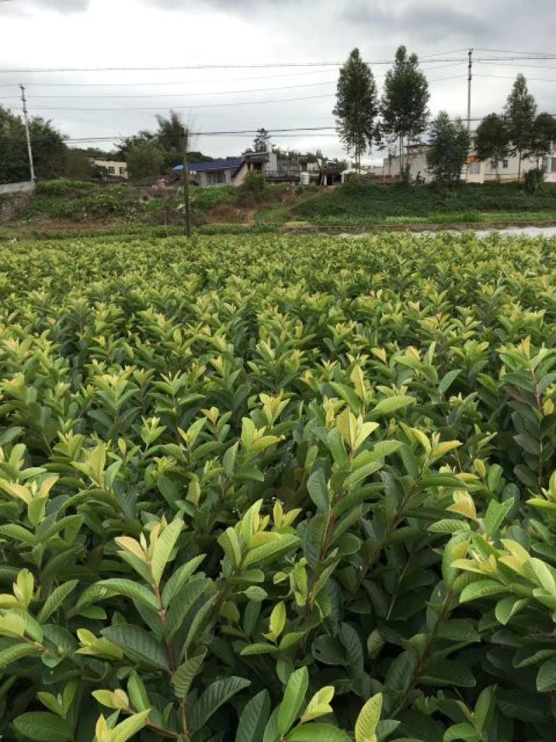 西瓜番石榴苗50~80cm