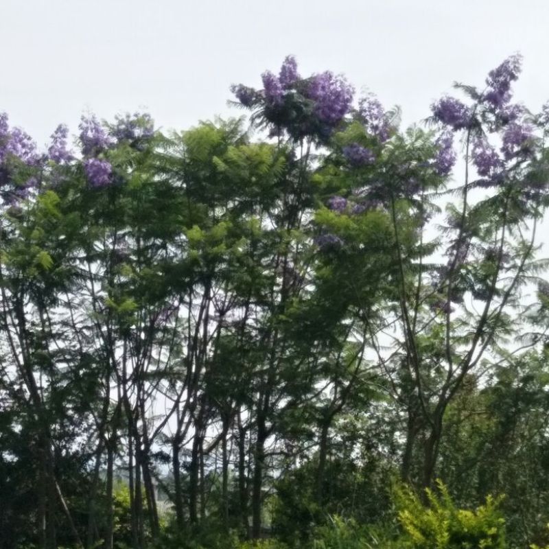 蓝花楹6-15