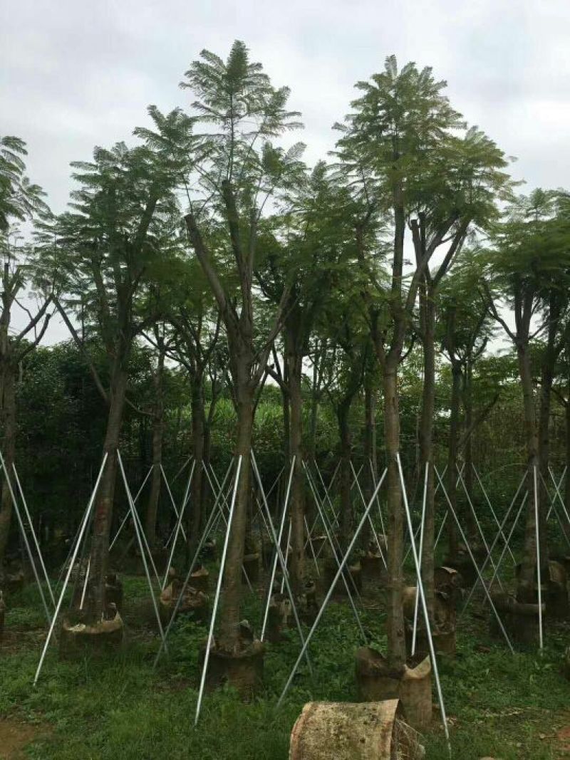 蓝花楹6-15