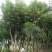 蓝花楹6-15