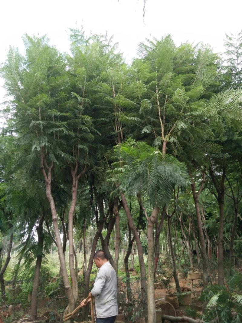 蓝花楹6-15