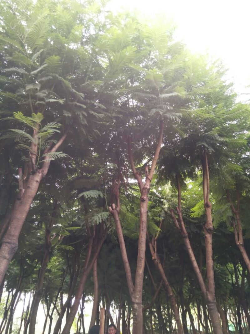 蓝花楹6-15