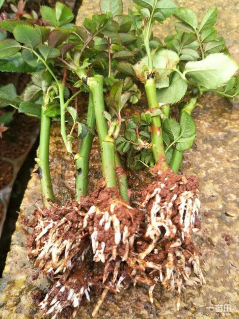 苏醒艳粉玫瑰苗（粉色玫瑰苗）批发零售500棵起