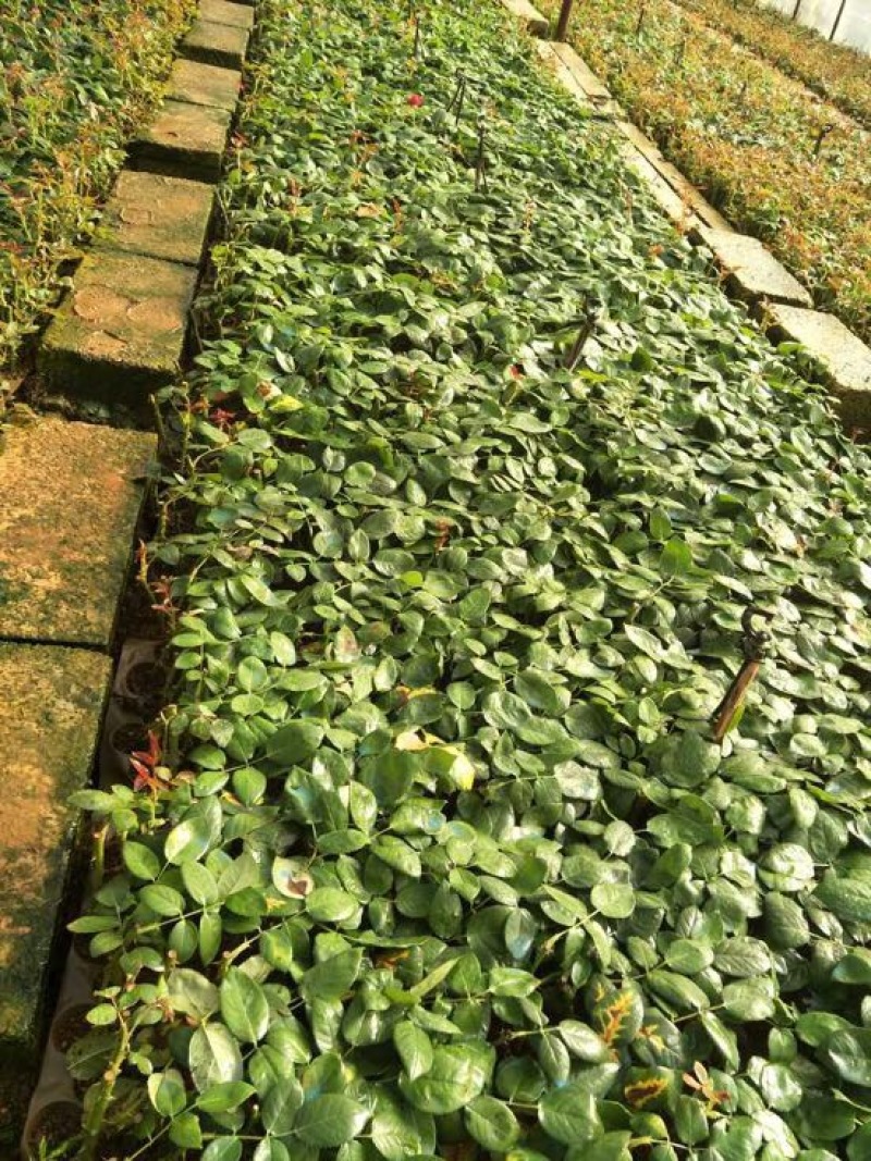 苏醒艳粉玫瑰苗（粉色玫瑰苗）批发零售500棵起