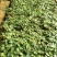 苏醒艳粉玫瑰苗（粉色玫瑰苗）批发零售500棵起