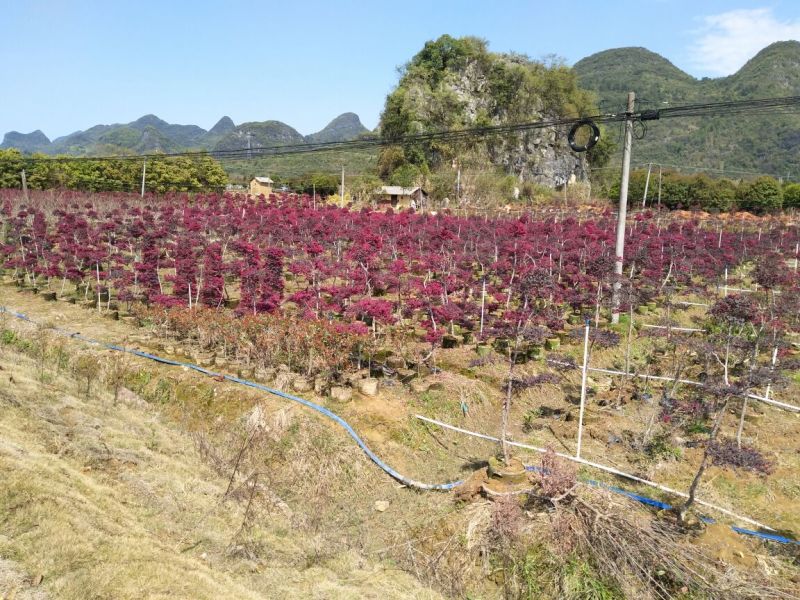 长期供应红花继木2cm以下4cm以下0.5~1米