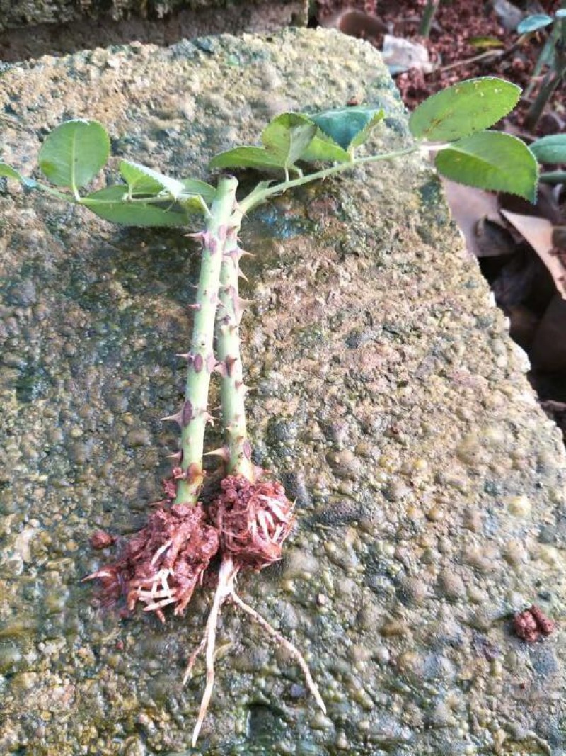 黄玫瑰苗金香玉工程，绿化，盆栽可批发零售常年有货