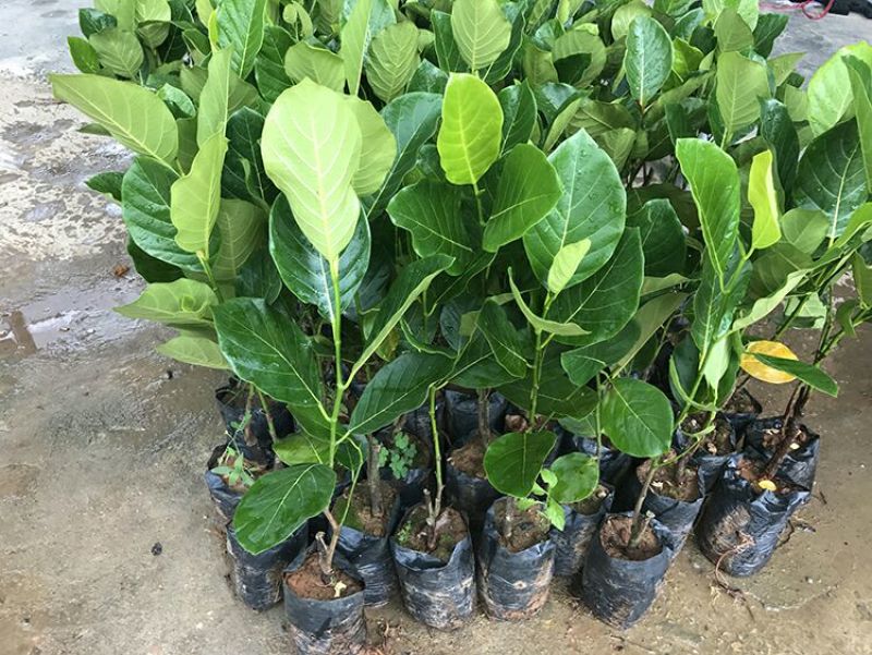 菠萝苗马来西亚1号，5号，8号四季菠萝苗