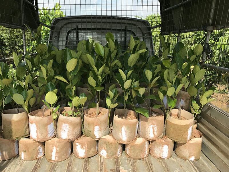 菠萝苗马来西亚1号，5号，8号四季菠萝苗