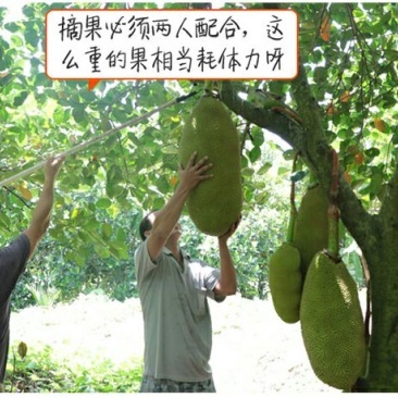 菠萝苗马来西亚1号，5号，8号四季菠萝苗