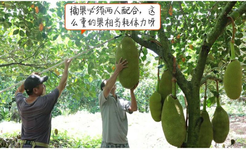 菠萝苗马来西亚1号，5号，8号四季菠萝苗