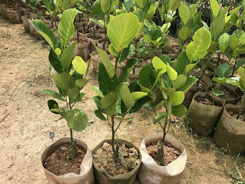 菠萝苗马来西亚1号，5号，8号四季菠萝苗