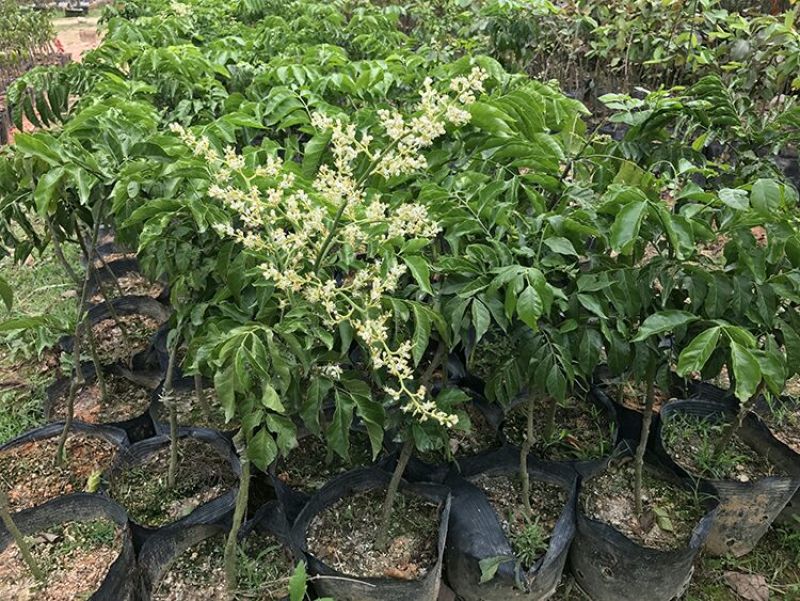 黄皮苗，黑黄皮，贵妃黄皮，鸡心黄皮，无核黄皮