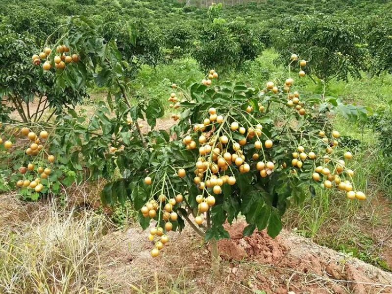 黄皮苗，黑黄皮，贵妃黄皮，鸡心黄皮，无核黄皮