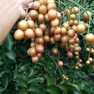 黄皮苗，黑黄皮，贵妃黄皮，鸡心黄皮，无核黄皮
