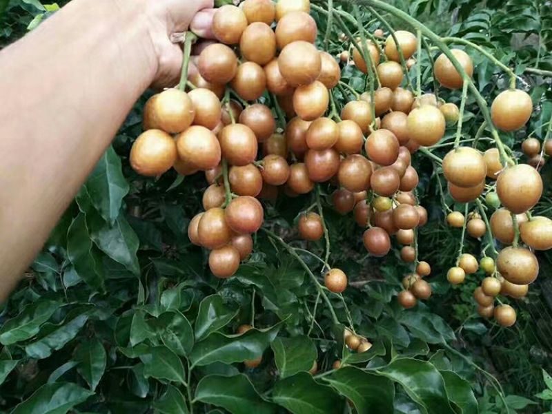 黄皮苗，黑黄皮，贵妃黄皮，鸡心黄皮，无核黄皮