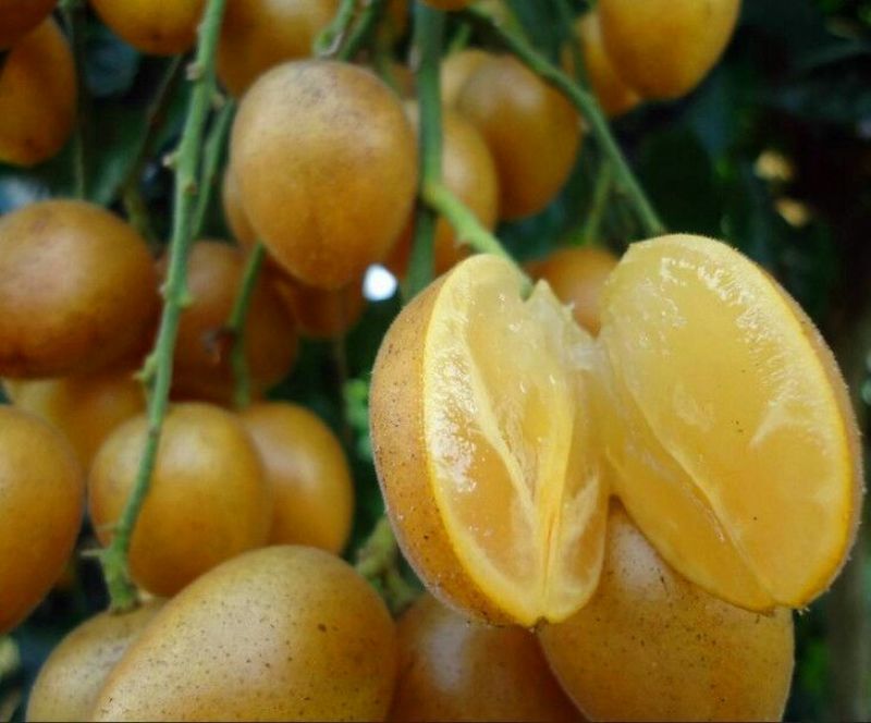 黄皮苗，黑黄皮，贵妃黄皮，鸡心黄皮，无核黄皮