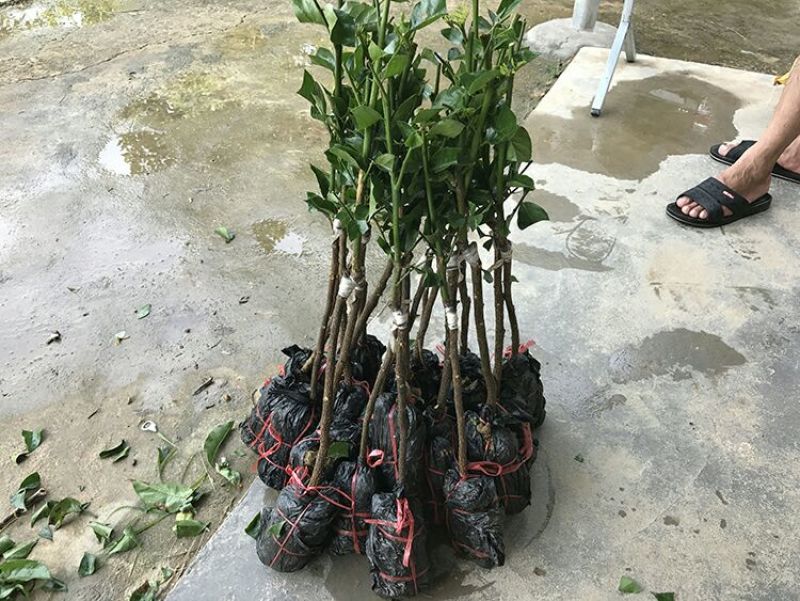 黄皮苗，黑黄皮，贵妃黄皮，鸡心黄皮，无核黄皮