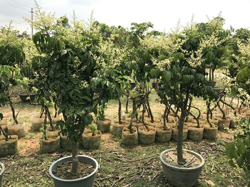黄皮苗，黑黄皮，贵妃黄皮，鸡心黄皮，无核黄皮