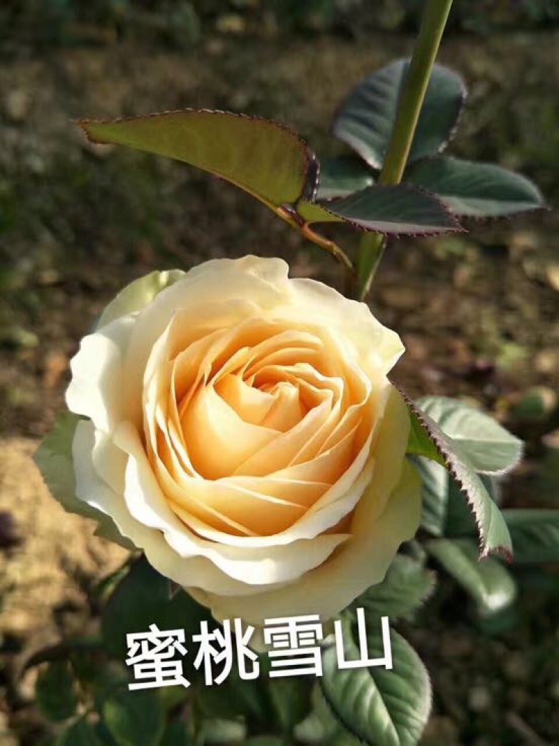 四季玫瑰蜜桃雪山桃红粉红雪山四季玫瑰苗月季苗
