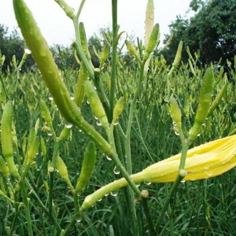 四月花黄花菜袋装一级