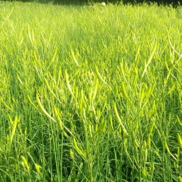 四月花黄花菜袋装一级