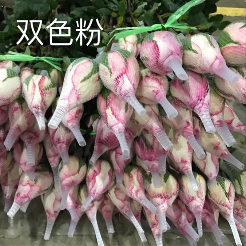 玫瑰苗10棵起9.8包邮发货卡罗拉等玫瑰苗盆景绿化