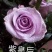 玫瑰苗10棵起9.8包邮发货卡罗拉等玫瑰苗盆景绿化