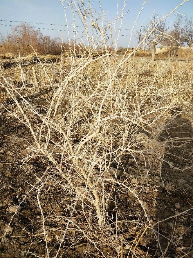 黑枸杞苗甘肃提供种植技术籽播苗包成活工程苗