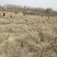 黑枸杞苗甘肃提供种植技术籽播苗包成活工程苗