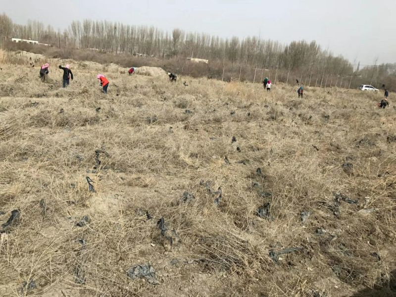 黑枸杞苗甘肃提供种植技术籽播苗包成活工程苗