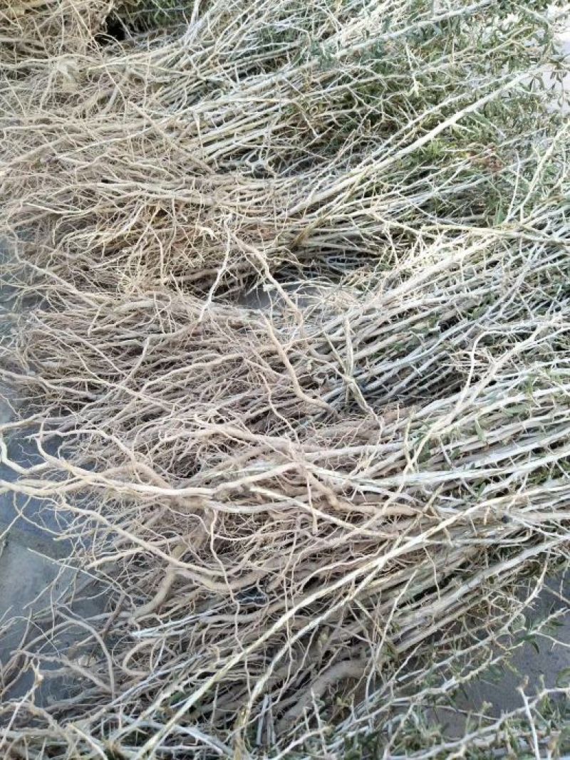 黑枸杞苗甘肃提供种植技术籽播苗包成活工程苗