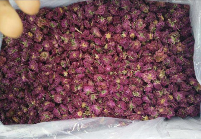 食用玫瑰苗滇红墨红大马士革食用玫瑰苗