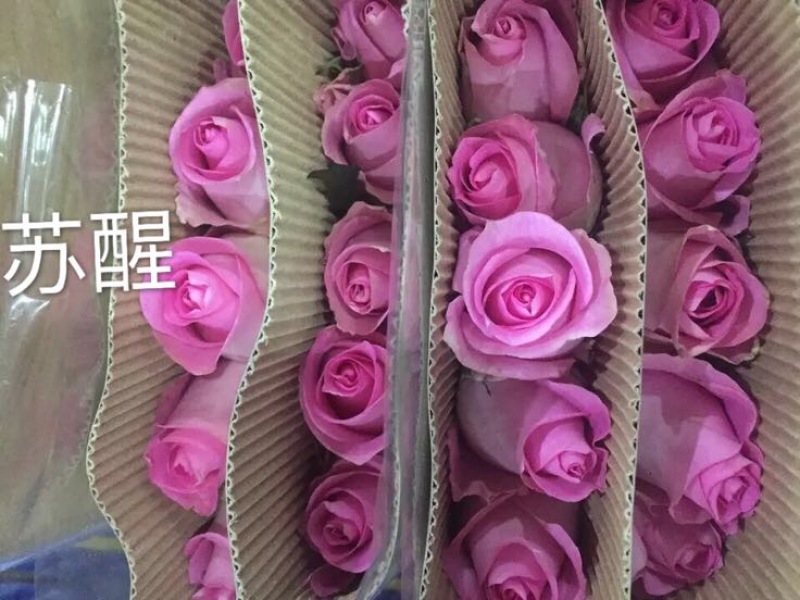 玫瑰苗艳粉苏醒等10~20cm常年有货