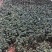 蔷薇苗扦插蔷薇苗20~30cm批发零售500棵起