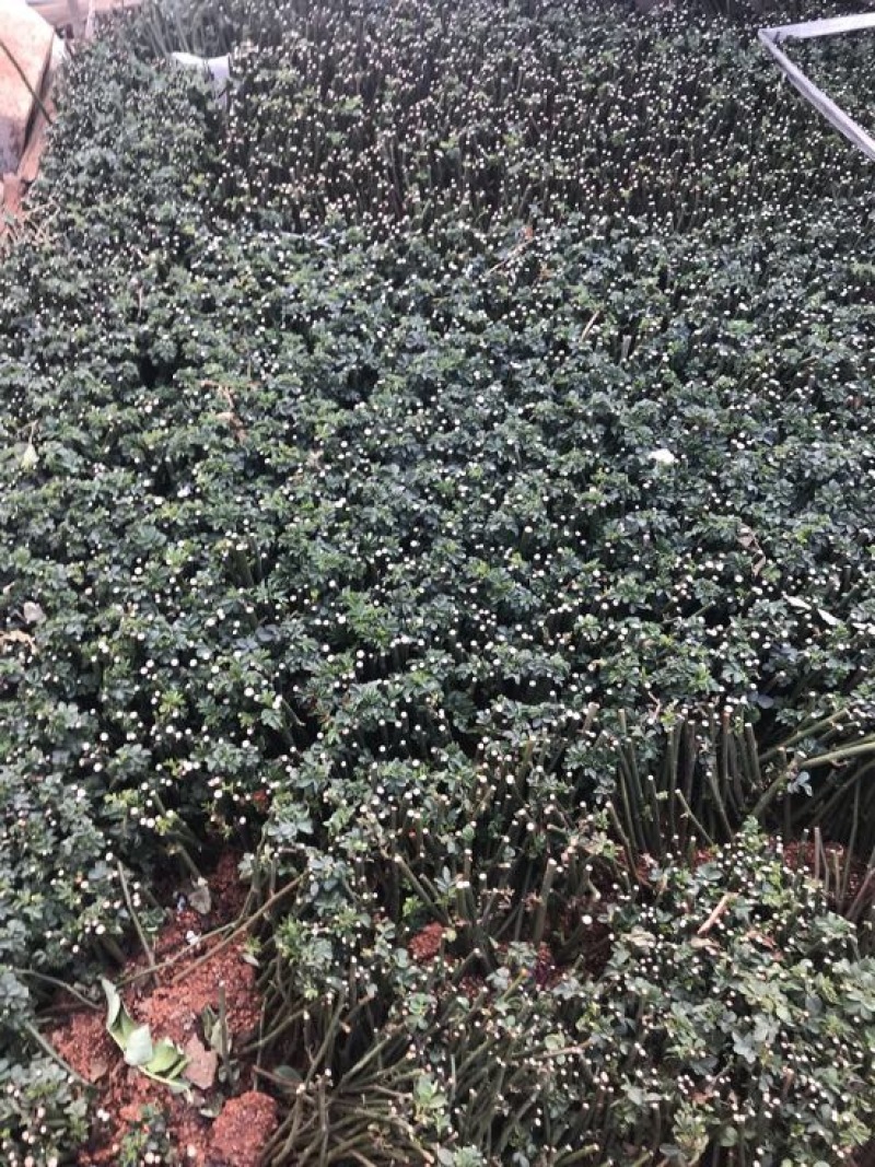 蔷薇苗扦插蔷薇苗20~30cm批发零售500棵起