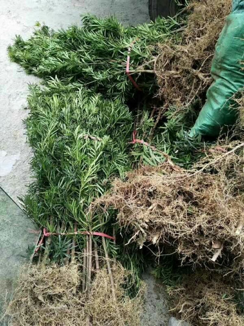 罗汉松2cm以下4cm以下2.5~3米....