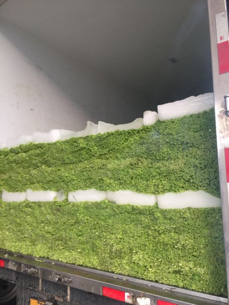 蒜苔精品蒜薹60~70cm欢迎一亩田联系我