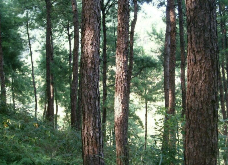 长期供应各种规格油松树松树10cm以下