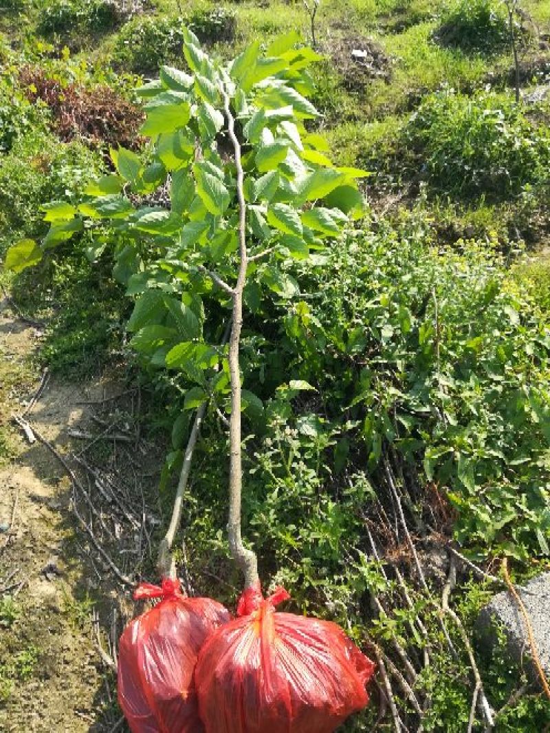 果桑苗台湾长果桑十大果桑嫁接苗