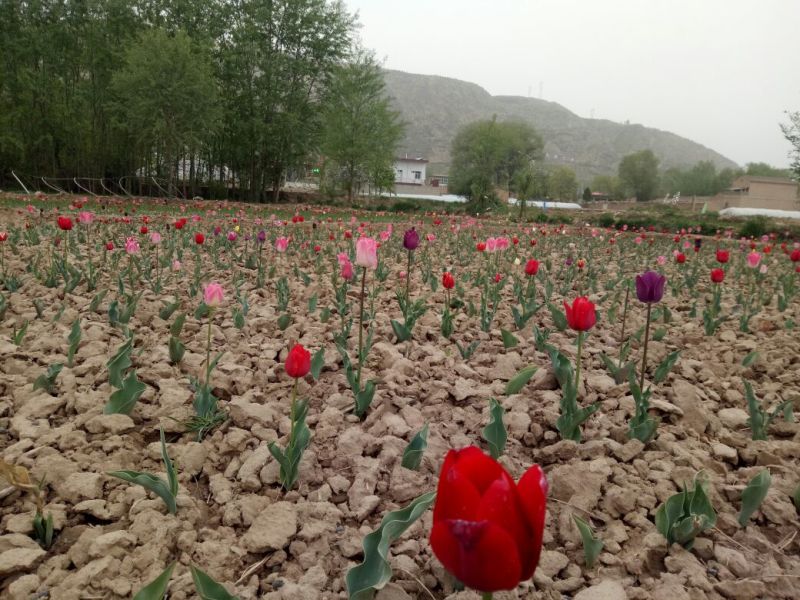 郁金香郁金香大种球两年生