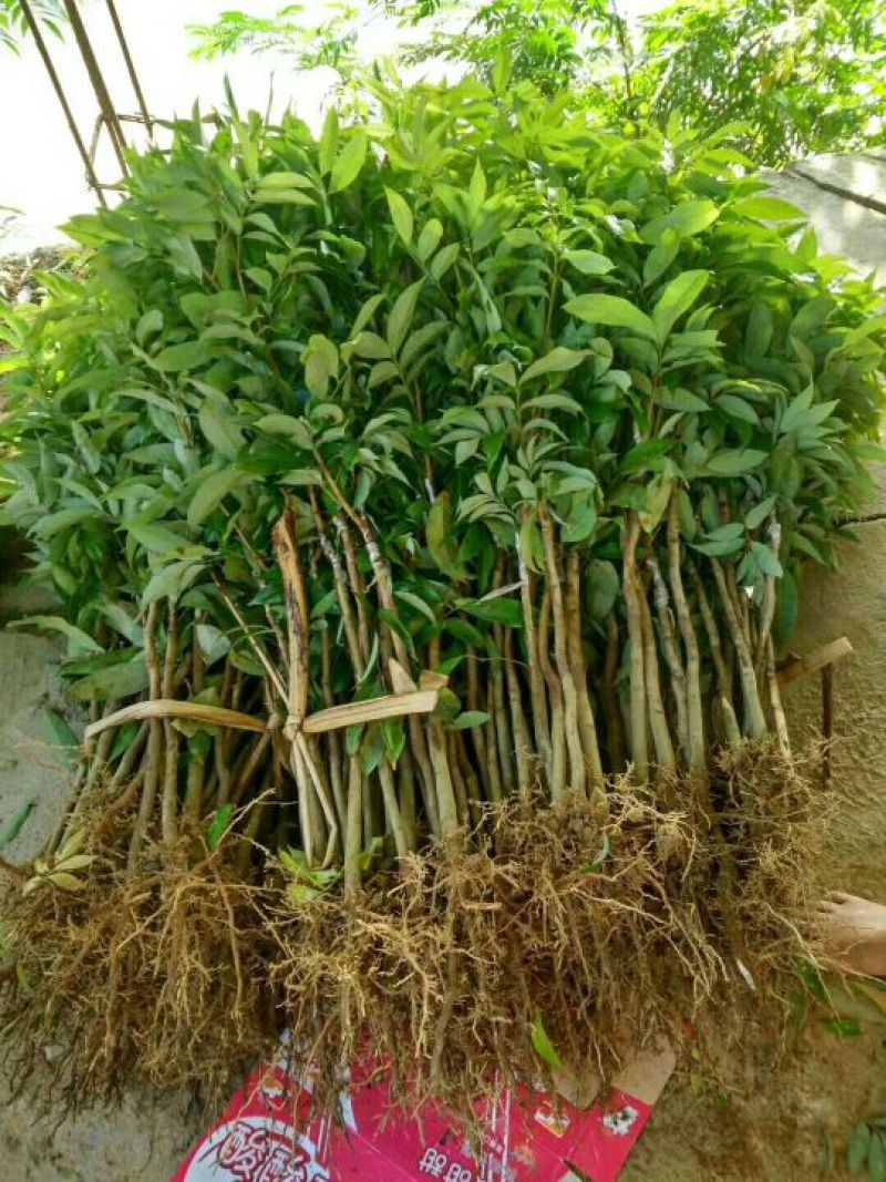 妃子笑荔枝苗50~80cm