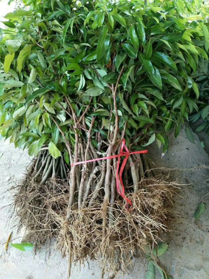 妃子笑荔枝苗50~80cm